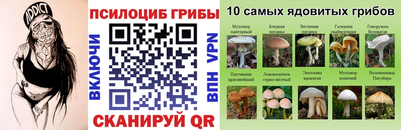 хочу   Свободный  Псилоцибиновые грибы мицелий 
